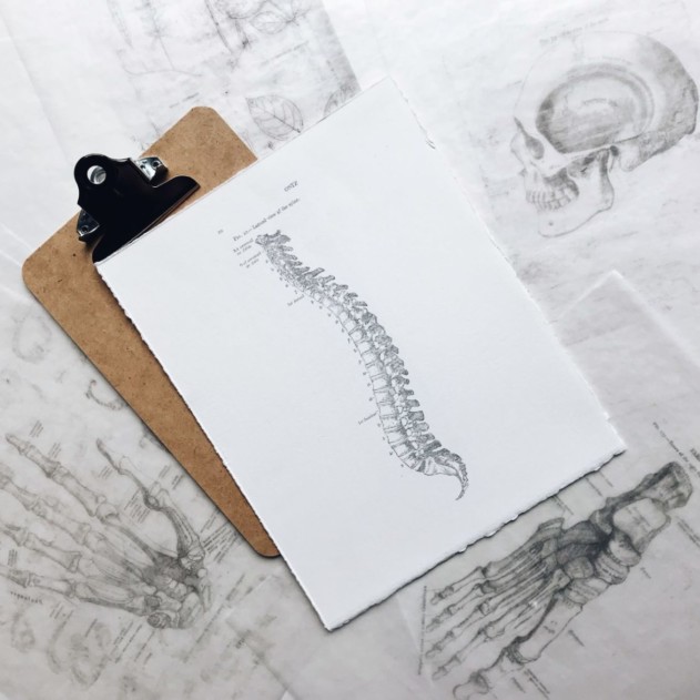 This drawing shows your neck muscles and anatomy of your spine in an artsy way.