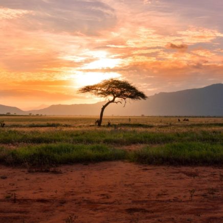 This image shows the east African savannah the birthplace of humans.